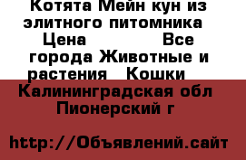 Котята Мейн-кун из элитного питомника › Цена ­ 20 000 - Все города Животные и растения » Кошки   . Калининградская обл.,Пионерский г.